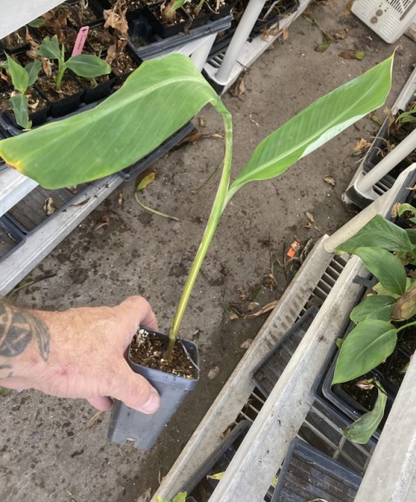 Cardaba Banana